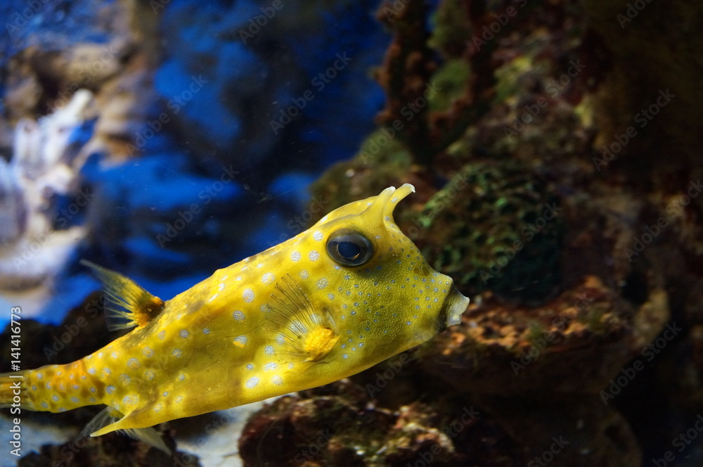 Obraz premium Yellow fish