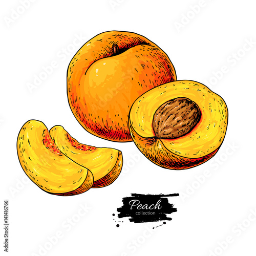 Peach vector drawing. Isolated hand drawn peach and sliced piece
