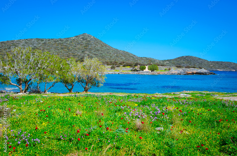 Fototapeta premium Abstract background of wild red poppies with bright blue sea, Elounda, Crete, Greece