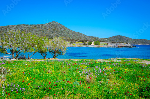 Abstract background of wild red poppies with bright blue sea, Elounda, Crete, Greece