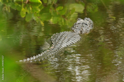 Alligator in Louisiana Bayou