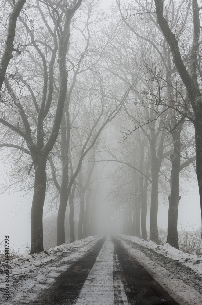 Winter landscape, country road in the fog surrounded by trees Winter landscape, country road in the fog surrounded by trees