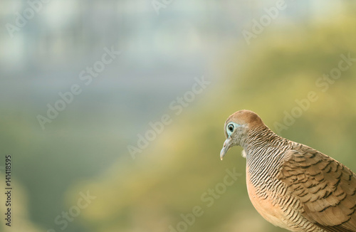 Lonely Bird, a wild Zebra Dove in the afternoon sunlight