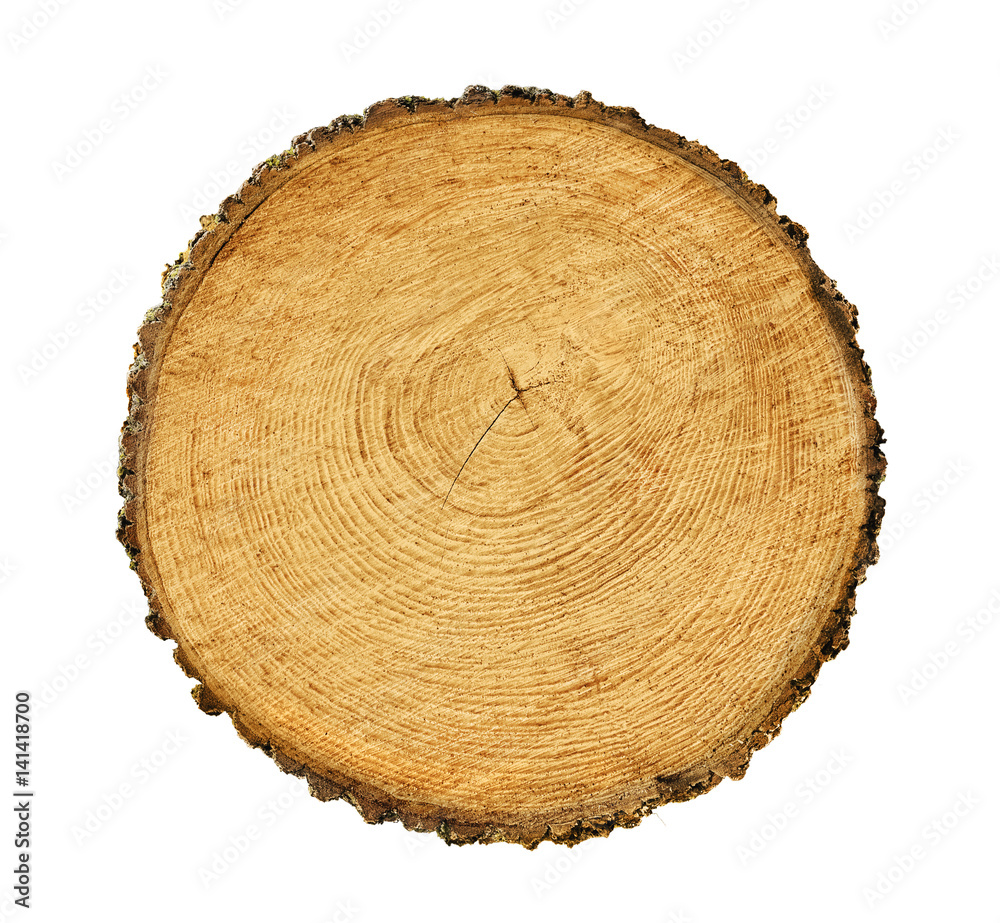 Wooden stump isolated on the white background. Round cut down tree with annual rings as a wood texture. Wooden stump isolated on the white background. Round cut down tree with annual rings as a wood texture.