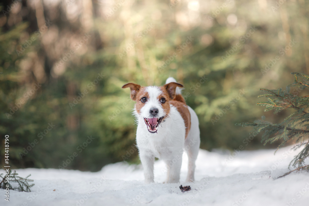Dog jack russel terrier outdoors in the forest, happy Dog jack russel terrier outdoors in the forest, happy