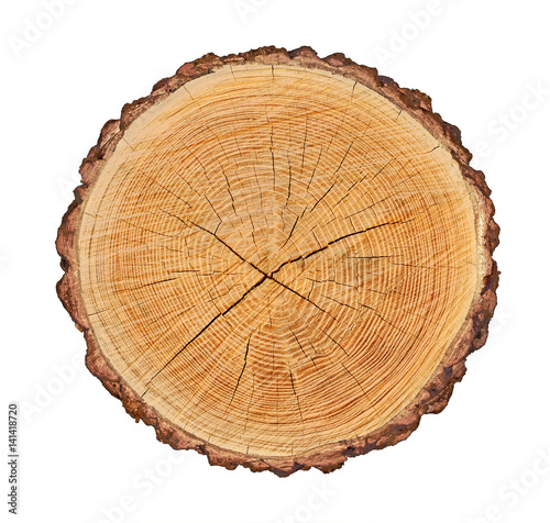 Wooden stump isolated on the white background. Round cut down tree with annual rings as a wood texture. Cross section of large tree. photo