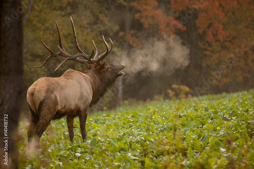 Bull elk bugling in fall with breath showing.