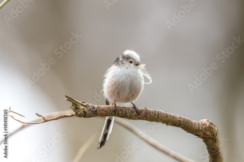 vogel bei nestbau