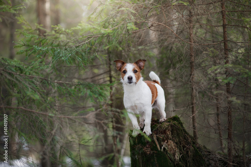 Dog jack russel terrier outdoors in the forest, happy © Anna Averianova
