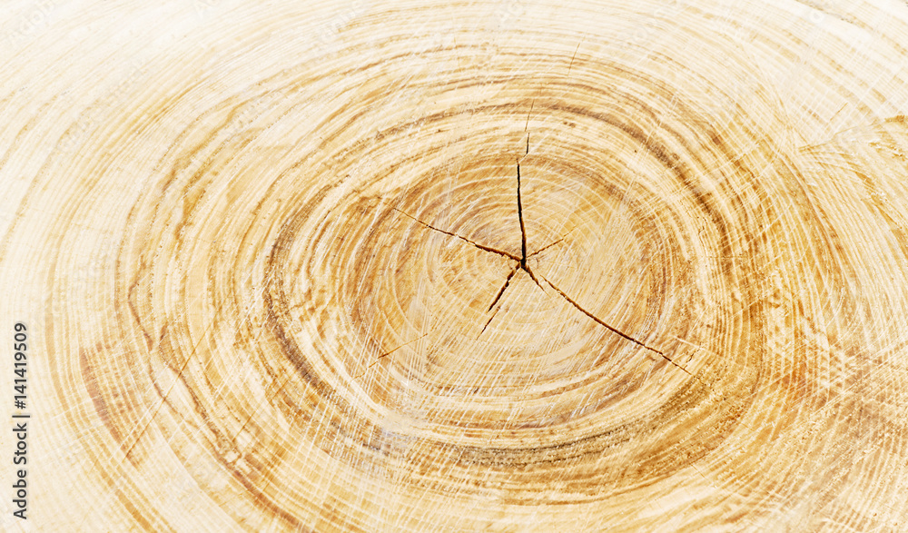 Naklejka premium Wooden stump isolated on the white background. Round cut down tree with annual rings as a wood texture.