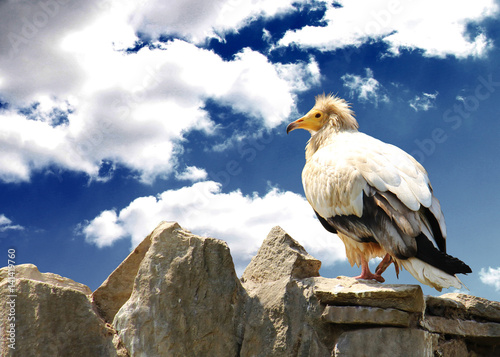 vulturine bird on the rock. Concepts of freedom and strength