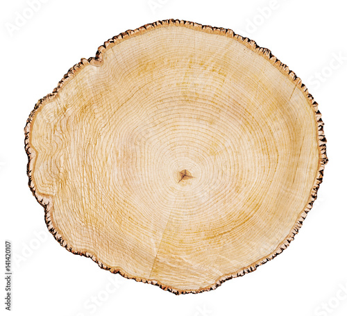 Tree sliced on the white background. Round cut down tree with annual rings as a wood texture.