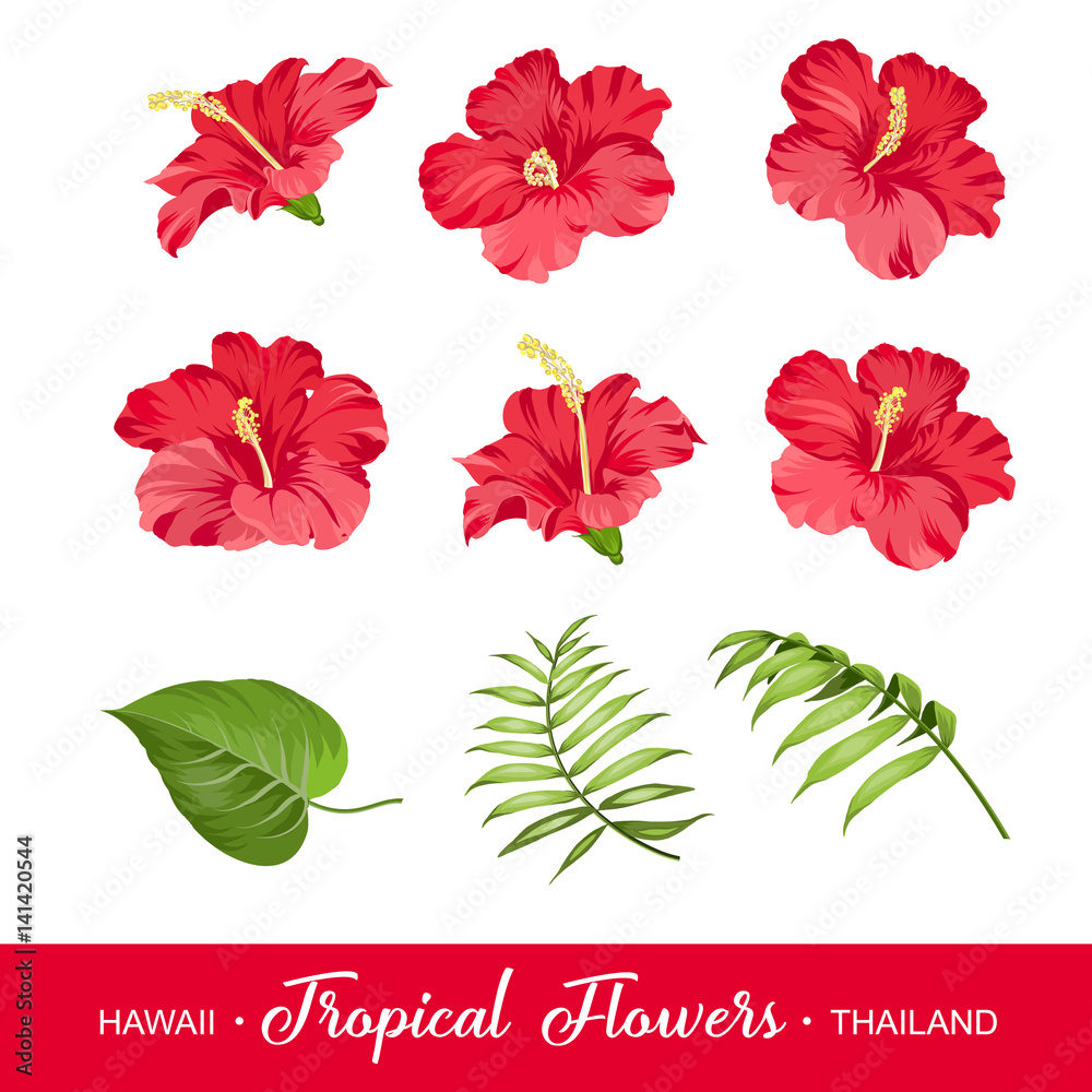 Set of tropical flowers elements. Collection of hibiscus flowers on a white background. Vector illustration bundle. Set of tropical flowers elements. Collection of hibiscus flowers on a white background. Vector illustration bundle.
