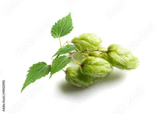 Branch of hop isolated on white background