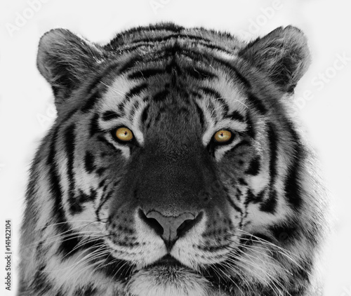 Black and white Siberian tiger portrait