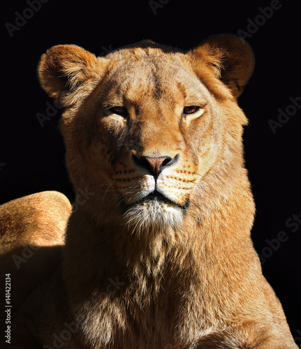 Lioness isolated on the black portrait