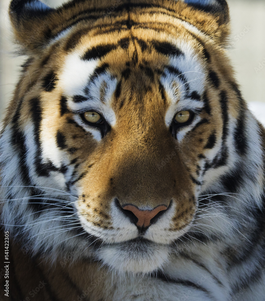 Fototapeta premium Siberian tiger portrait