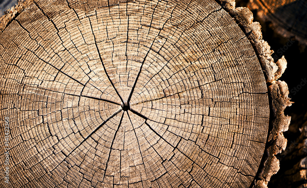 Fototapeta premium Neutral brown tree rings textured surface with cracks. Round large tree trunk outside in nature