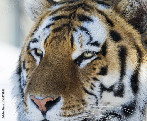 Siberian tiger portrait