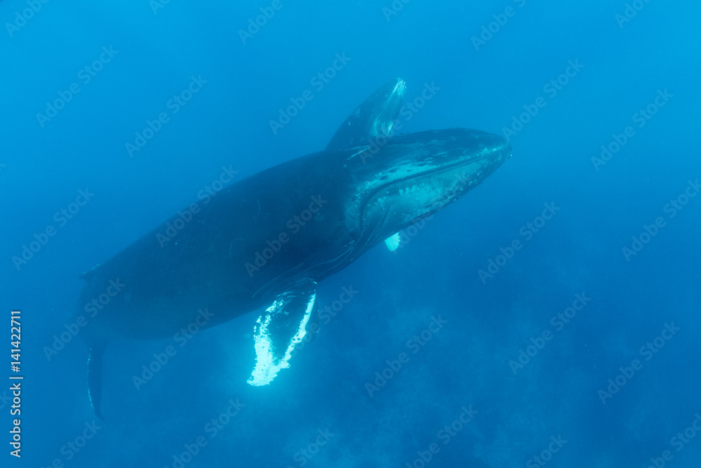 Obraz premium Humpback Whales Rise to the Surface of the Caribbean Sea