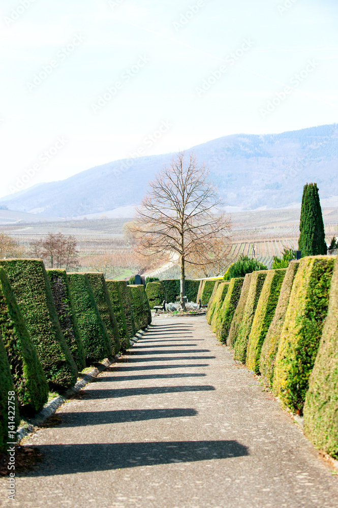 Cemetery path with topiary green trees on the sides