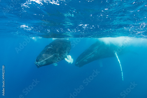 Humpback whales (Megaptera novaeangliae) swim in the Caribbean Sea. These massive baleen cetaceans migrate long distances each year from cold feeding grounds to warm breeding and calving grounds.