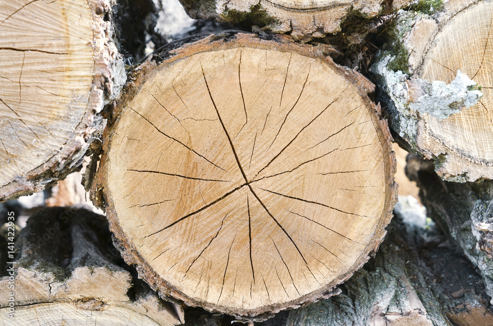 Large round piece of wood from a cut down tree in the forest. Annual rings from an aged tree stump Large round piece of wood from a cut down tree in the forest. Annual rings from an aged tree stump