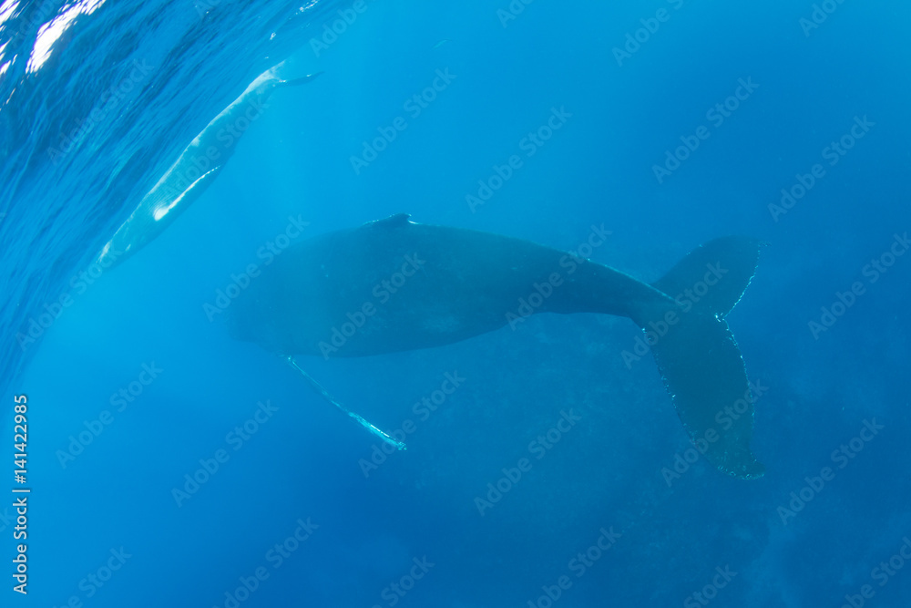 Naklejka premium Blue Water and Humpback Whales