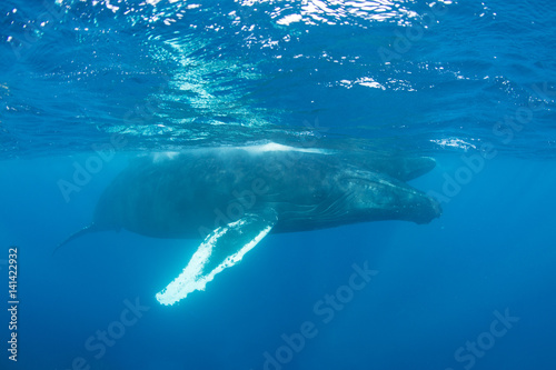 Massive Humpback Whale at Surface of Atlantic Ocean