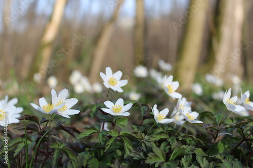 Wood anemone white flowers