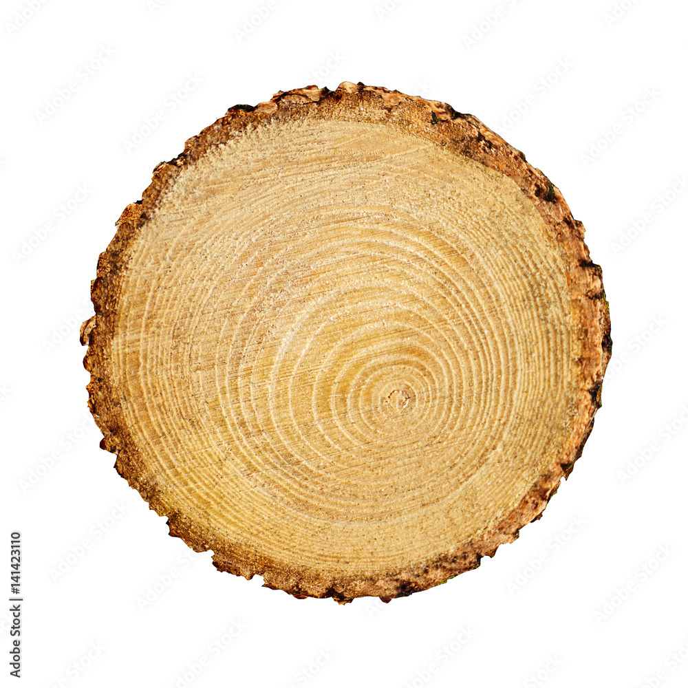 Large circular piece of wood cross section with tree ring texture pattern and cracks isolated on white background. Detailed organic surface from nature. Large circular piece of wood cross section with tree ring texture pattern and cracks isolated on white background. Detailed organic surface from nature.