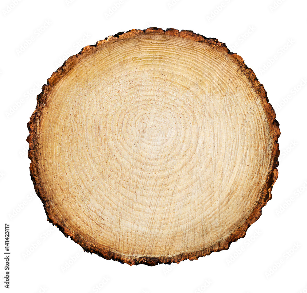 Large circular piece of wood cross section with tree ring texture pattern and cracks isolated on white background. Detailed organic surface from nature. Large circular piece of wood cross section with tree ring texture pattern and cracks isolated on white background. Detailed organic surface from nature.