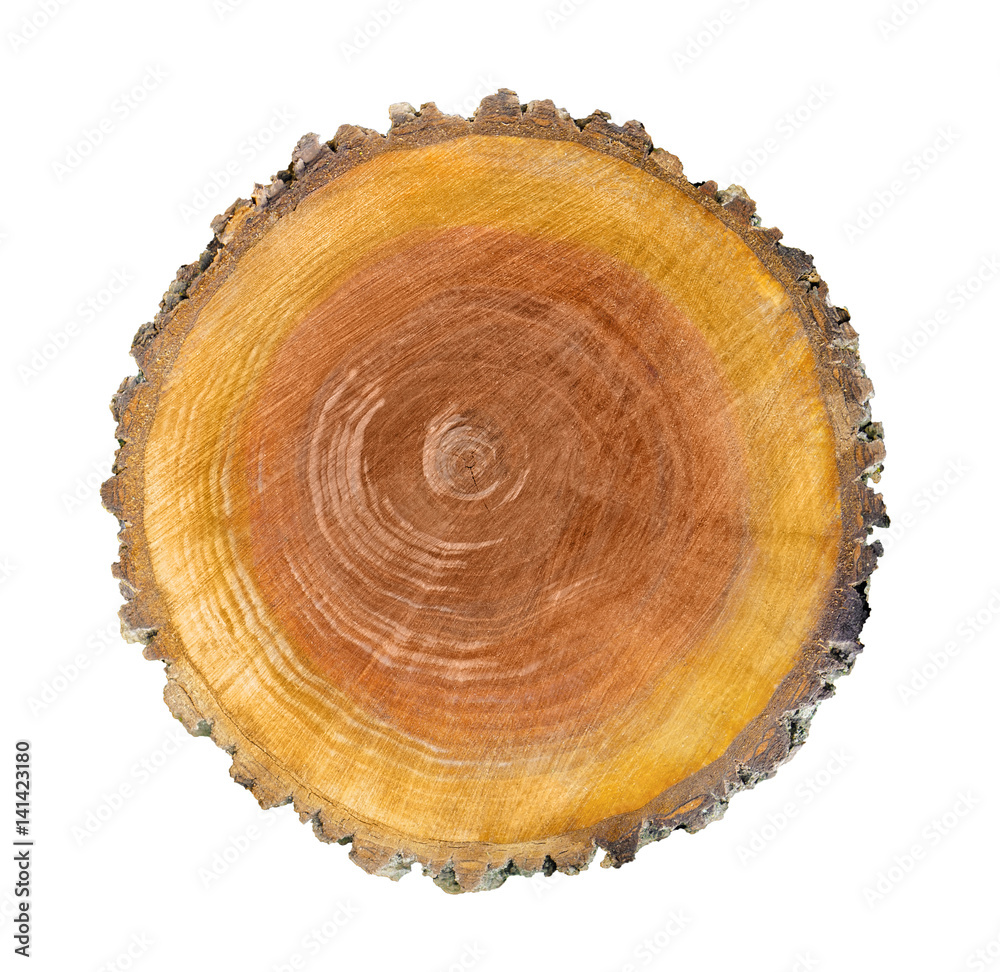 Large circular piece of wood cross section with tree ring texture pattern and cracks isolated on white background. Detailed organic surface from nature. Large circular piece of wood cross section with tree ring texture pattern and cracks isolated on white background. Detailed organic surface from nature.