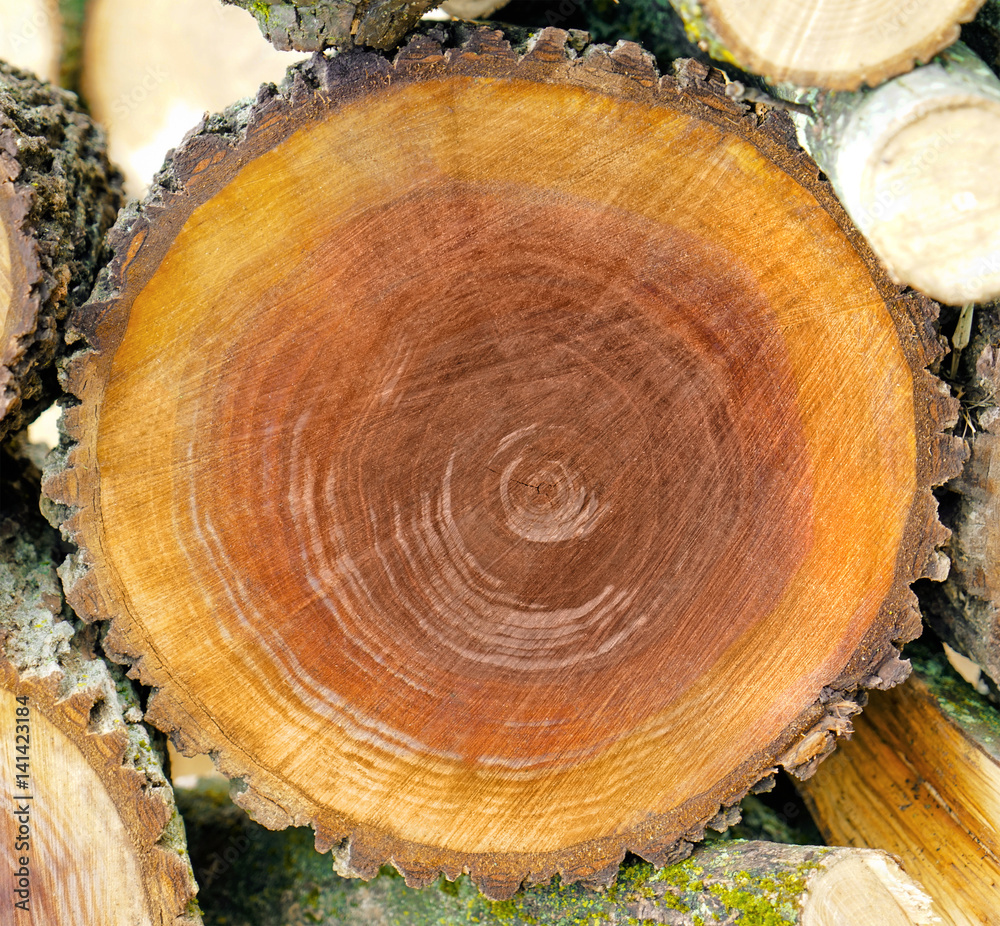 Large circular piece of wood cross section with tree ring texture pattern and cracks isolated on white background. Detailed organic surface from nature. Large circular piece of wood cross section with tree ring texture pattern and cracks isolated on white background. Detailed organic surface from nature.