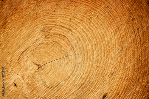 Large closeup of aged tree ring surface. Warm orange and yellow tones with rings and cracks.