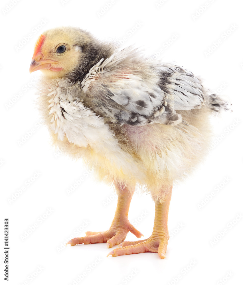 Obraz premium Small grey chicken.