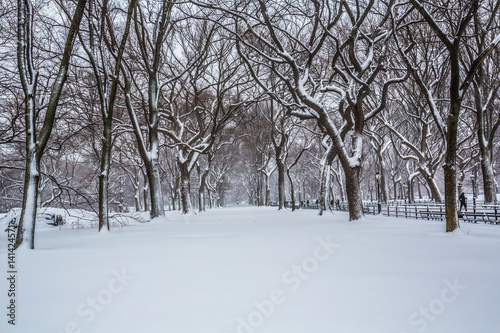 Blizzard in Central Park. Manhattan © MISHELLA