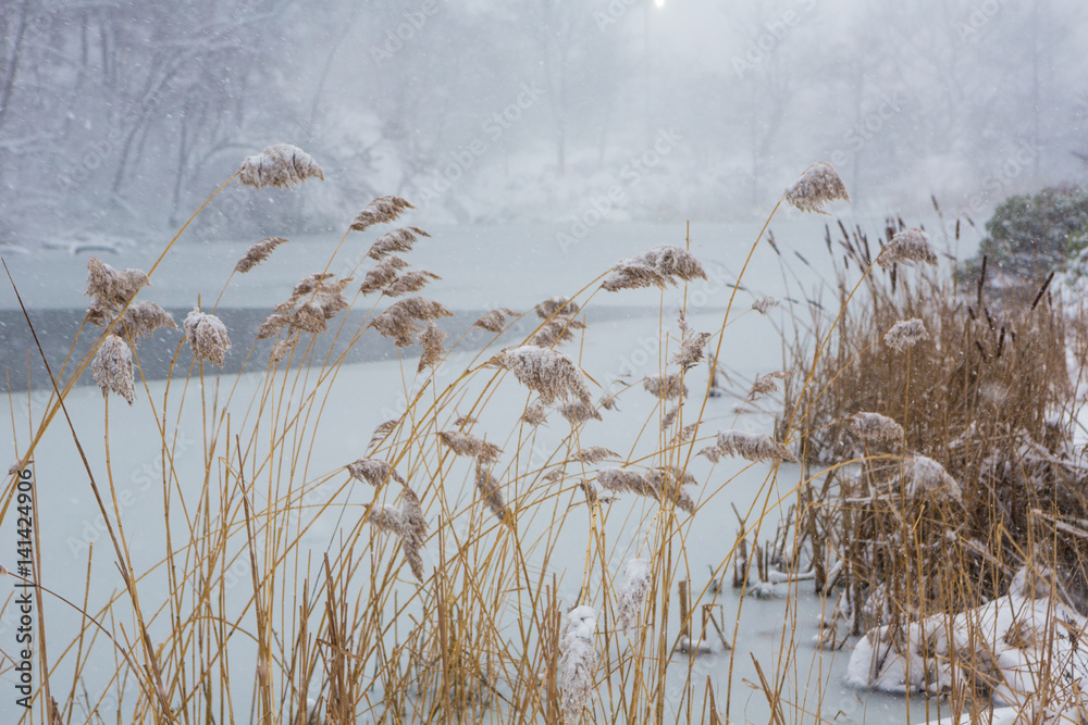 Obraz premium Blizzard in Central Park. Manhattan