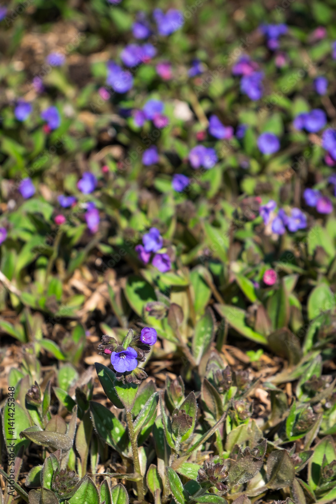 Fototapeta premium Spring blooming ground cover in a garden 