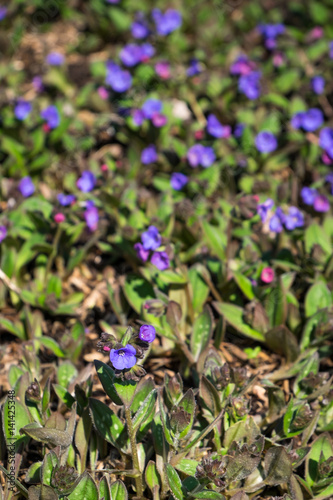 Spring blooming ground cover in a garden  