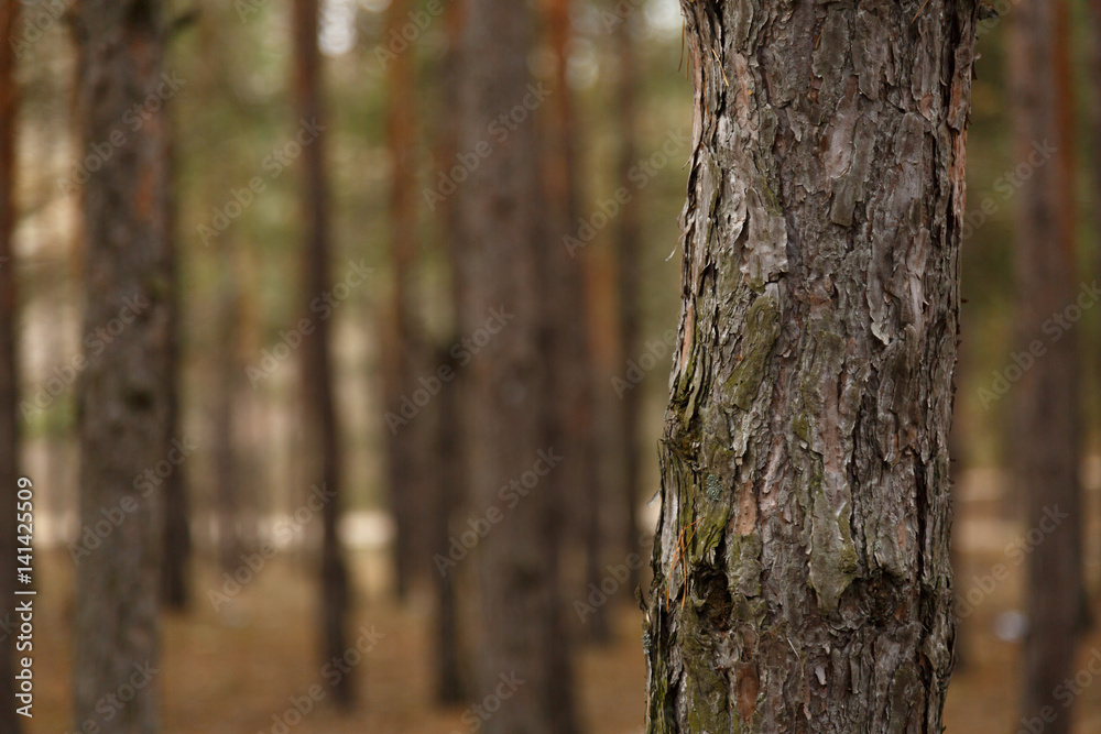 bark pine background