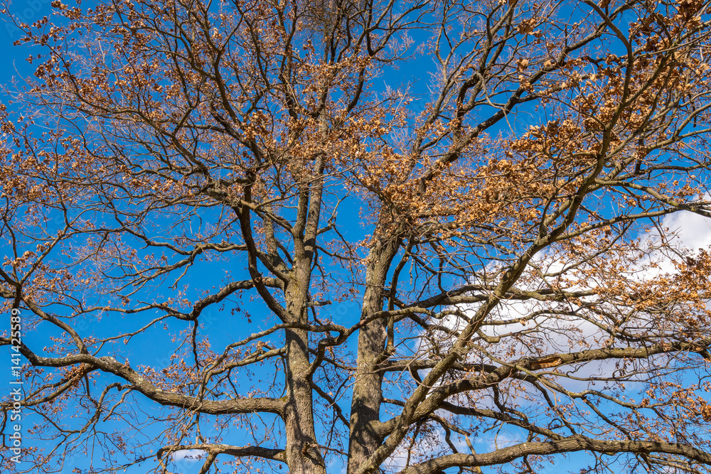 Big oak with barren branches in the spring Big oak with barren branches in the spring