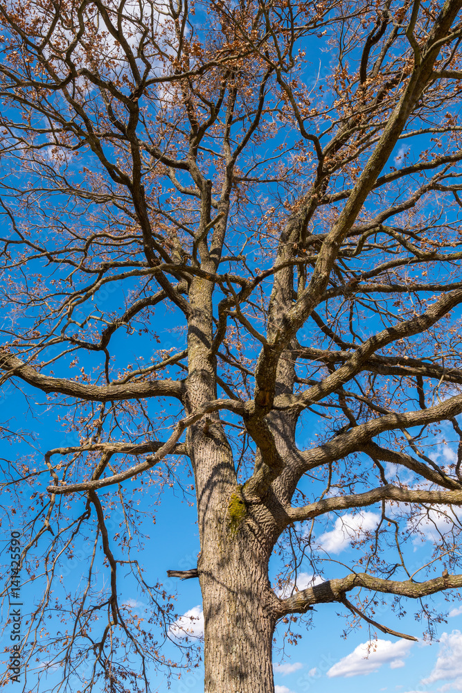 Big oak with barren branches in the spring Big oak with barren branches in the spring
