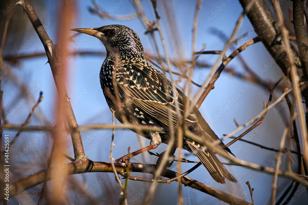 Fototapeta premium Starling perched in a bush