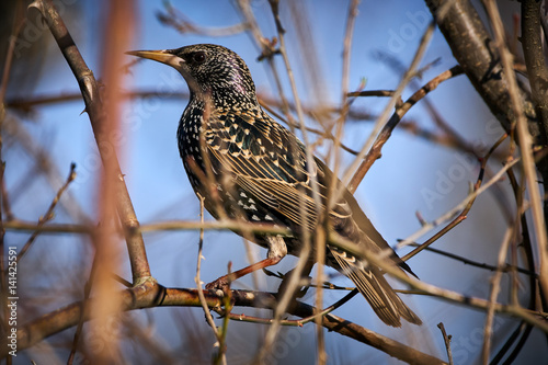 Starling perched in a bush