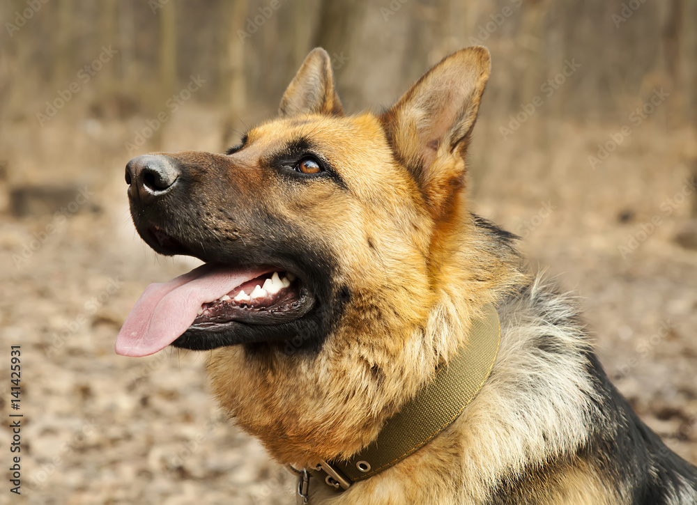 German shepherd training close up German shepherd training close up
