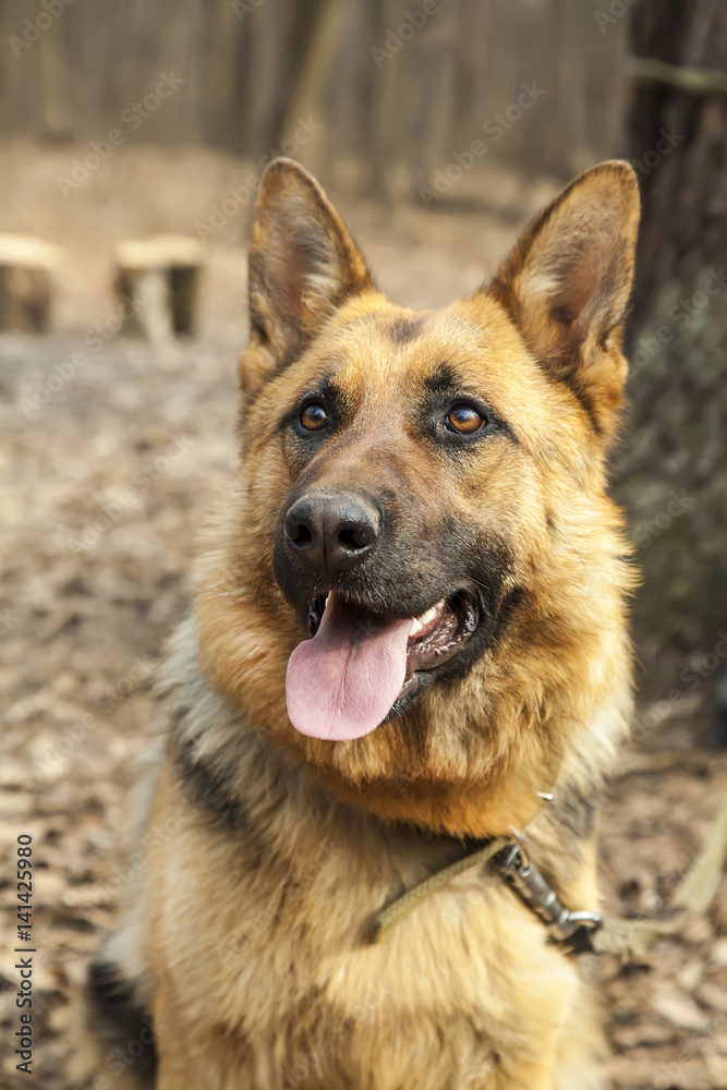 Fototapeta premium Young german shepherd close up portrait