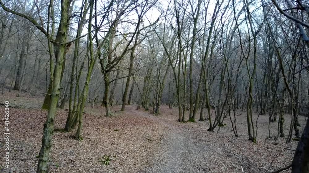 Tracking Shot Through Autumn Forest POV 4K Drone Shot Tracking Shot Through Autumn Forest POV 4K Drone Shot