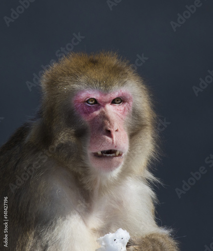 Japanese macaque also known as the snow monkey