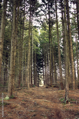hemlock forest photo
